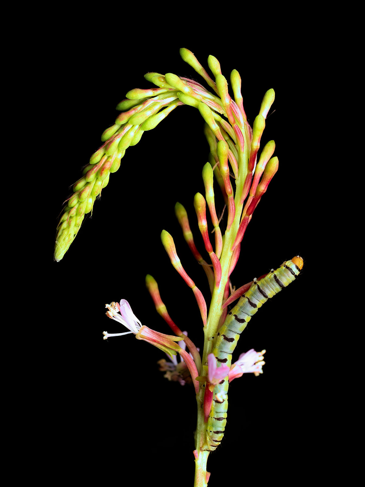 clouded crimson caterpillar on host plant